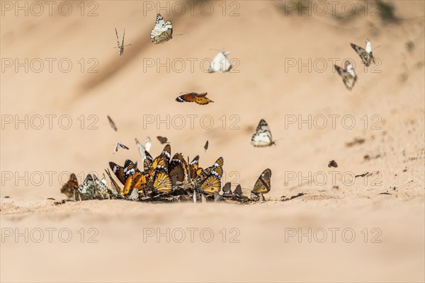 Butterflies gathering on wet sand. Boquet image of a group of butterflies. Butterfly in flight.