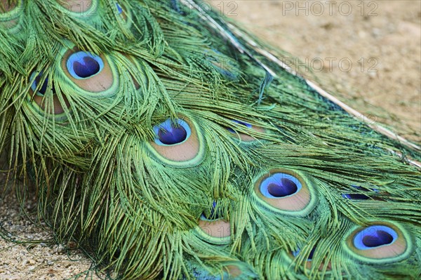 Indian peafowl (Pavo cristatus) feathers, detail, eyes, Spain, Europe