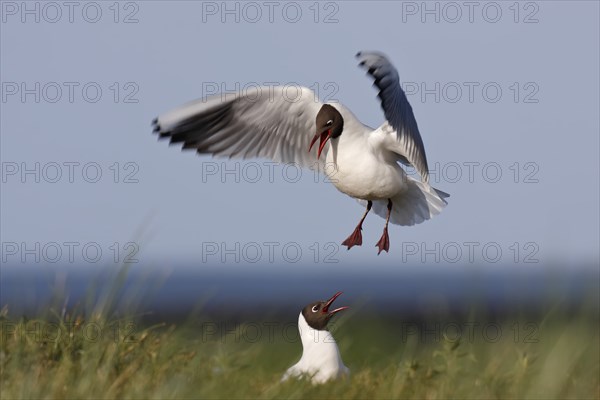 Black-headed Black-headed Gull (Chroicocephalus ridibundus), pair mating in the breeding colony,