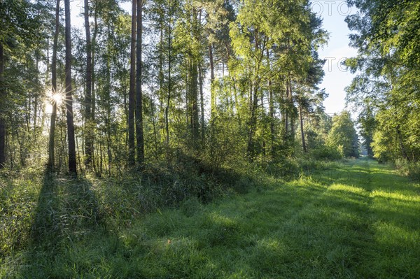 Forest path, mixed forest, Sonnenstern, Barnbruch Forest nature reserve, Lower Saxony, Germany,