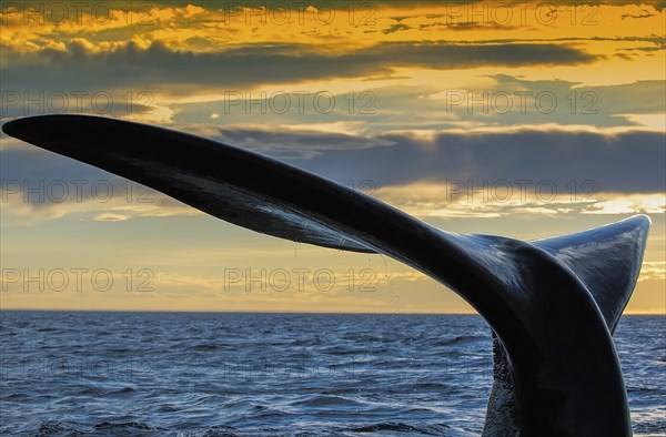 Fluke of a southern right whale (Eubalaena australis), Valdes Peninsula, Atlantic Ocean, Patagonia,