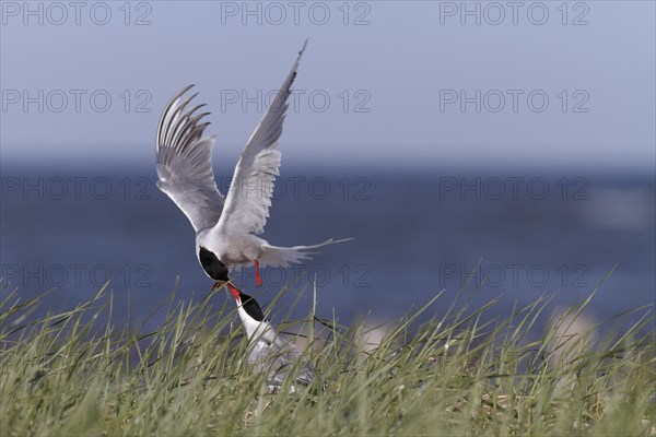 Common Tern (Sterna hirundo), territorial fight of a pair in the colony, dispute between two