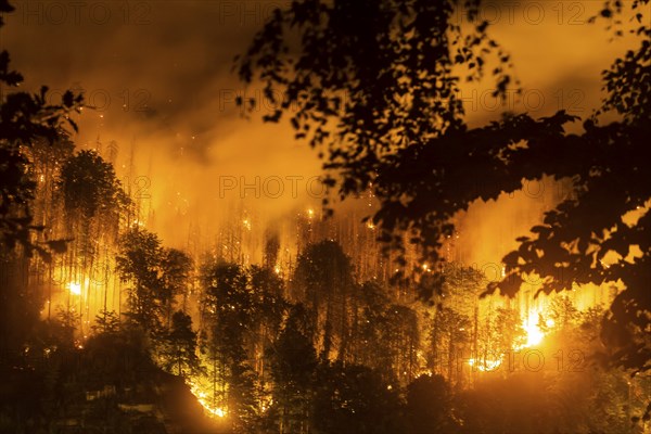 Forest fire
