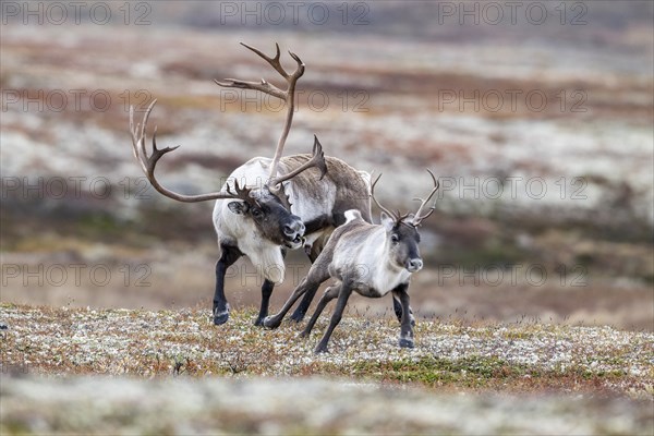 Wild mountain reindeer (Rangifer tarandus tarandus), bull courting female, in autumn tundra,