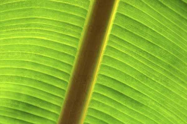 Banana leaf against the light, close-up, Madeira, Portugal, Europe