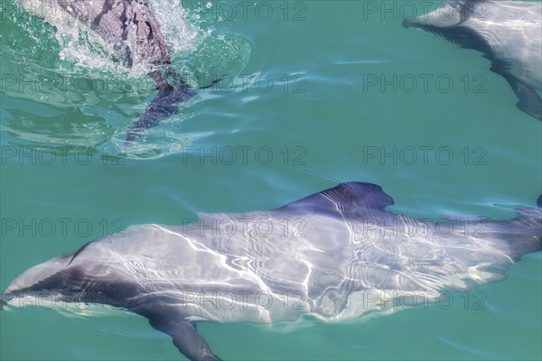 Hector-Delphin (Cephalorhychus hectori), Bootsfahrt, Akaroa, Banks-Halbinsel, Canterbury,