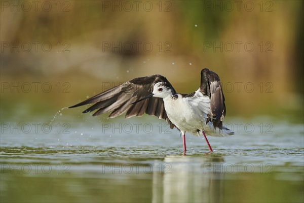 Black-winged stilt (Himantopus himantopus) standing in the water cleaning ists feathers, Camargue,