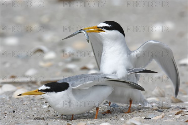 Little Tern (Sternula albifrons), pair during mating ritual, adult birds in courtship display, pair