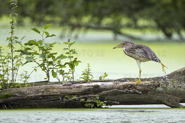 Black-crowned night-heron, black-capped night-heron (Nycticorax nycticorax) juvenile stretching leg