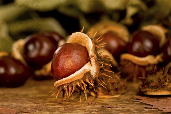 chestnuts