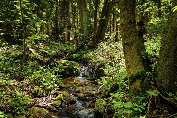 Tharandt Forest Schmieders Graben