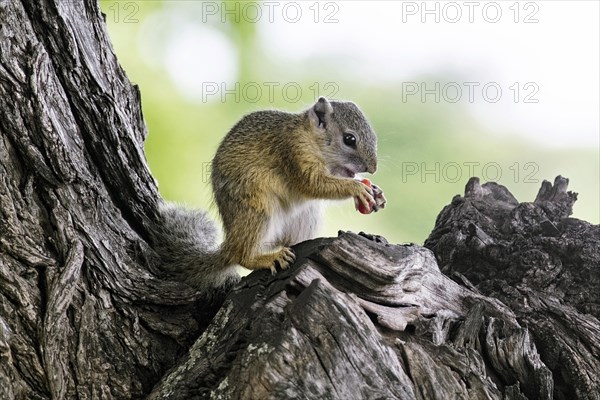 Smith's bush squirrel, yellow-footed squirrel (Paraxerus cepapi), tree squirrel, African bush