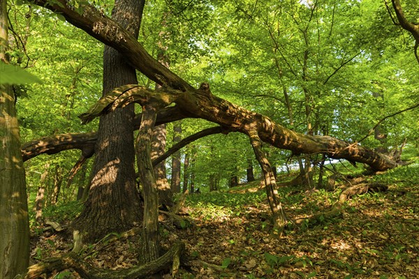 Diesbar SeuÃŸlitz