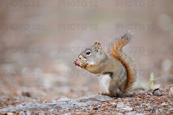 American red squirrel (Tamiasciurus hudsonicus) sits feeding on the forest floor, Jasper National