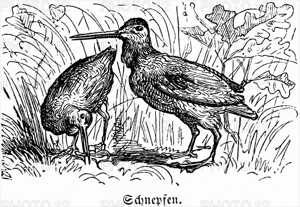Two woodcocks, Hubertus hunt, hunting scenes, wild animals, nature, high grass, long beak, plumage,