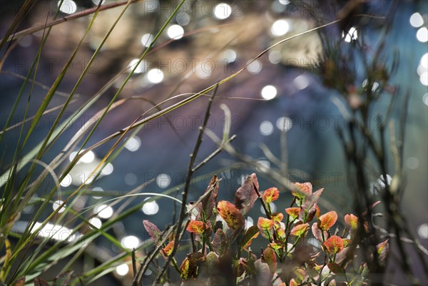 Autumn-coloured foliage of european blueberry (Vaccinium myrtillus) or blueberry and grasses in