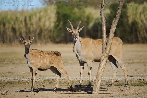 Common elands (Taurotragus oryx) standing in the dessert, juvenile, captive, distribution Africa