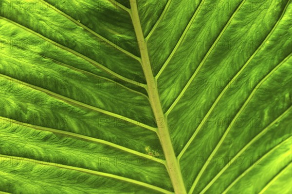 Leaf of the giant elephant ear, also known as giant taro (Alocasia macrorrhizos), close-up,