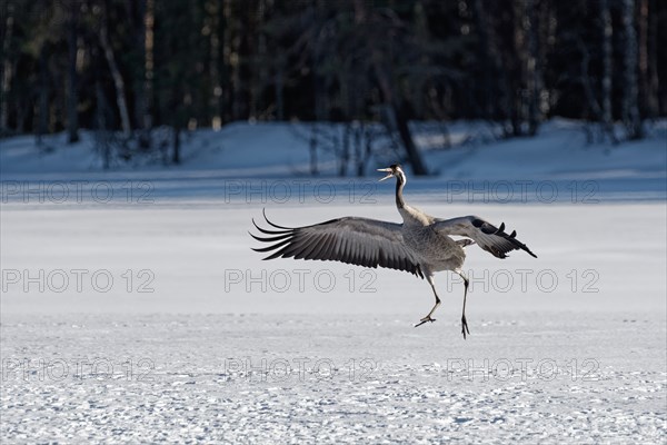 Crane (Grus grus) hopping with spread wings in the snow, beak open, winter, behind group of trees,