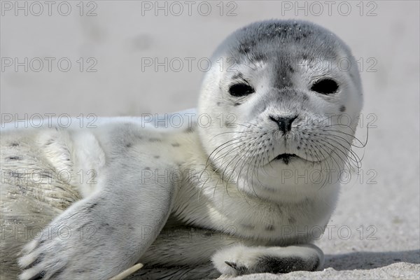 Common harbor seal (Phoca vitulina), howler, young resting on the beach, Lower Saxony Wadden Sea