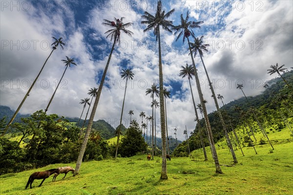 Wax palms largest palms in the world, Cocora valley, Unesco site coffee cultural landscape,
