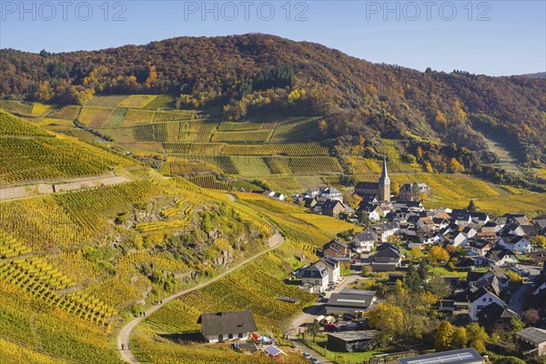 Vineyards in autumn, MayschoÃŸ with parish church, red wine growing region Ahrtal, red wine of the