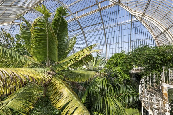 Palm House, oldest Victorian greenhouse in the world, Royal Botanic Gardens, Kew, London, England,