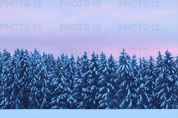 Winter spruce (Picea) (Pinaceae) forest, pine family, snow, winter, dawn, Leibertingen, Danube