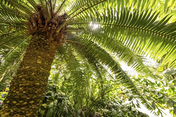 Tropical rainforest, Palm House, oldest Victorian greenhouse in the world, Royal Botanic Gardens,