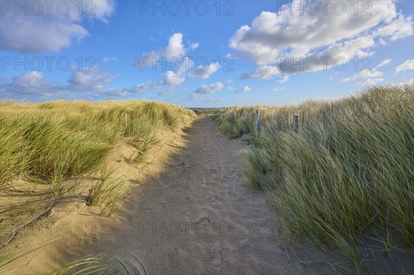 Beach access, sand dune, dune grass, wind, clouds, Zandvoort, North Sea, North Holland, Netherlands