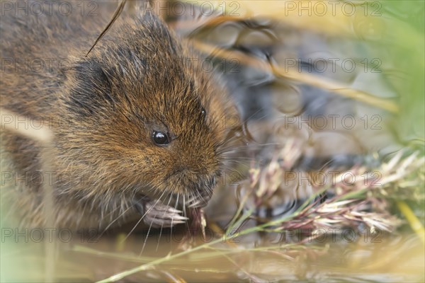 European water vole (Arvicola amphibius) adult animal feeding on a reed stem in a pond, Suffolk,