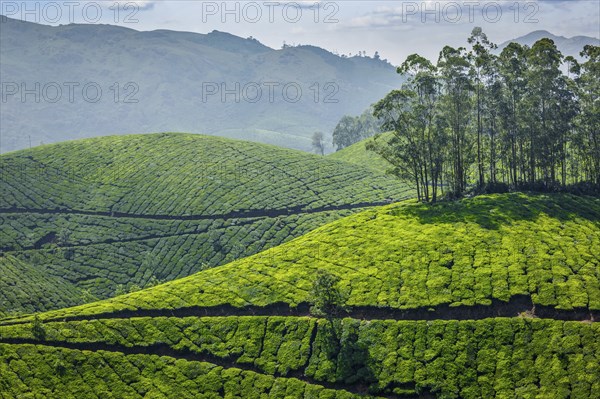 Indian Green Tea plantations in Munnar, Kerala, India, Asia