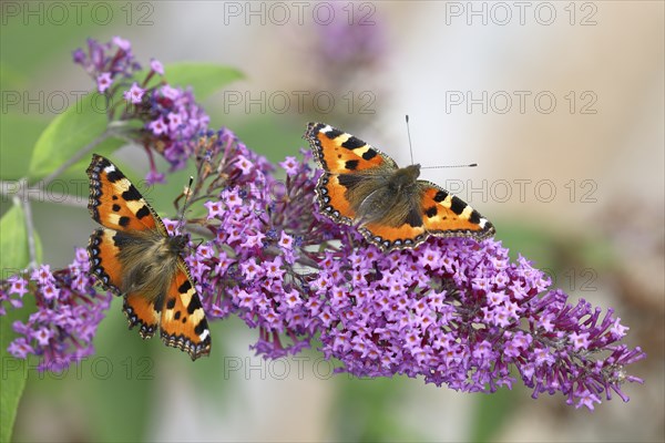 Small tortoiseshell (Aglais urticae), on butterfly bush or butterfly-bush (Buddleja davidii), two