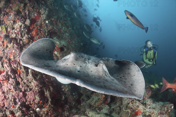Diver and blackspot stingray, Taeniura meyeni, Ellaidhoo house reef, North Ari Atoll, Maldives,