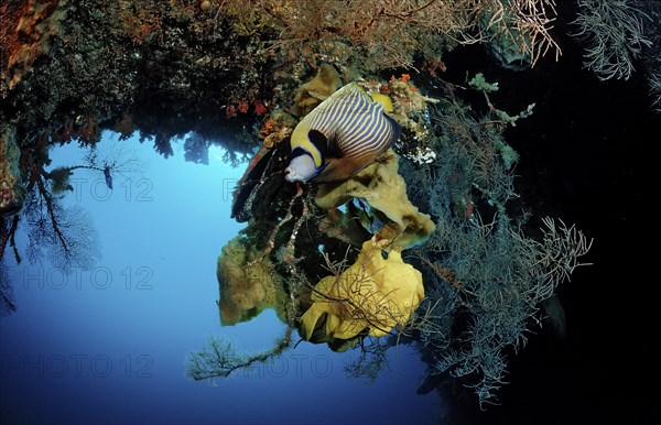 Toadfish and Emperor Angelfish, Pomacanthus imperator, Indonesia, Wakatobi Dive Resort, Sulawesi,