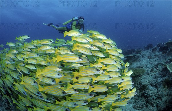 Shoal of five-striped snappers and divers, Lutjanus quinquelineatus, Maldives, Indian Ocean, Ari