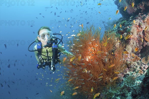 Black coral and diver, Antipathes dichotoma, Maya Thila, North Ari Atoll, Maldives, Asia