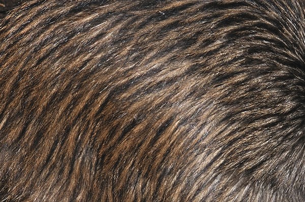 Background of feathers of North Island brown kiwi, Apteryx australis