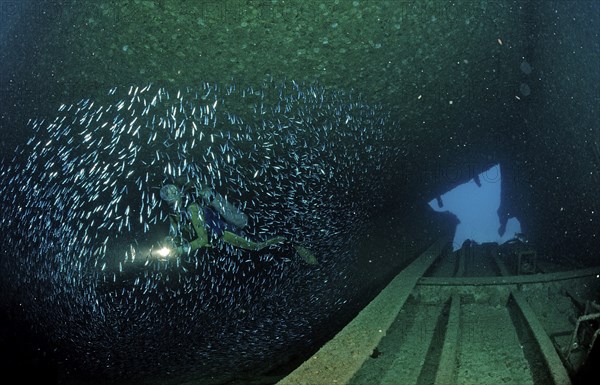 Diver in the Patricia shipwreck, Parapriacanthus ransonneti, Punta Cana, Caribbean Sea, Dominican