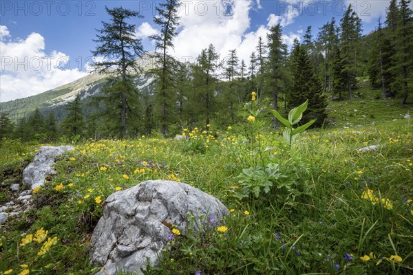 Zelenica above Ljubelj in Slovenia. Karavanke alps in summer with wild flowers blooming