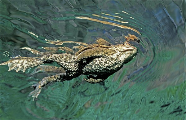 Common toad, Bufo bufo, Germany, Bavaria, Europe