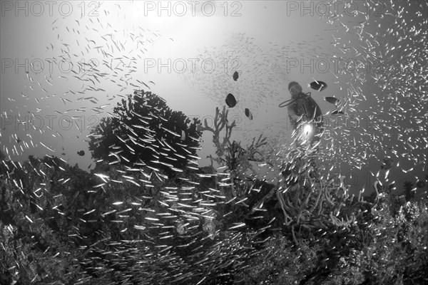 Reef with glassfish, Parapriacanthus sp., Maya Thila, North Ari Atoll, Maldives, Asia