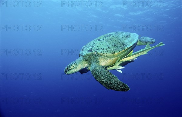 Green turtle, Chelonia mydas, Egypt, Africa, Sinai, Marsa Alam, Red Sea, Africa