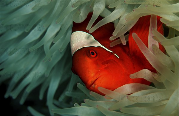Spiny Amphiprion Pacificus, Premnas aculeatus, Papua New Guinea, Pacific Ocean, Oceania