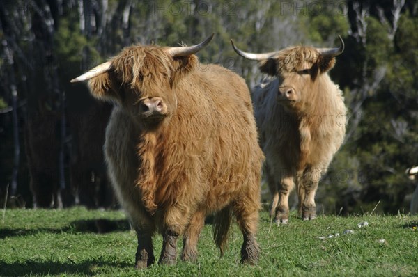 Scottish Highlander cattle, West Coast, New Zealand, Oceania