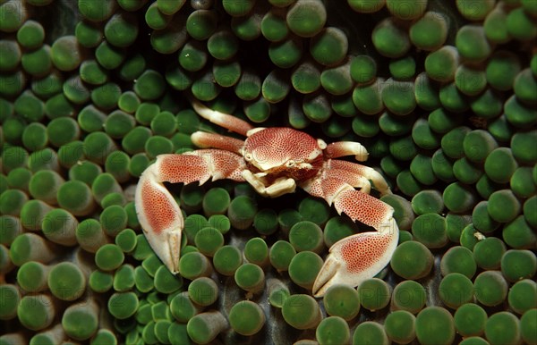 Spotted anemone porcelain crab, Neopetrolistes maculatus, Indonesia, Raja Ampat, Irian Jaya, West