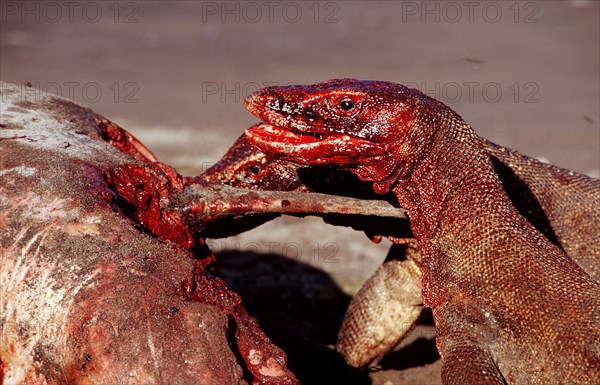 Komodo dragons eat dead dolphin, Varanus komodoensis, Rinca, Komodo National Park, Indonesia, Asia