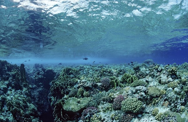 Stony coral reef, reef top, Egypt, Zabargad, Zabarghad, Red Sea, Africa