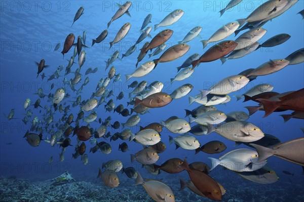 Shoal of grey surgeonfish, Acanthurus mata, Fakarava, Tuamotu Archipelago, French Polynesia,