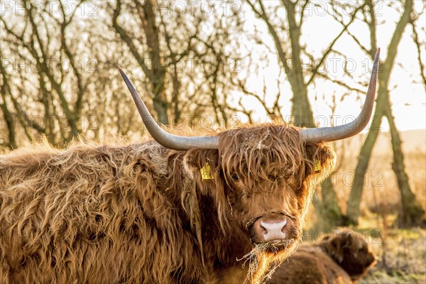 Den Helder, the Netherlands. January 2022. A grazing herd of highlanders at sunset in Mariendal,